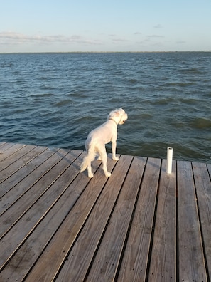 Buddy