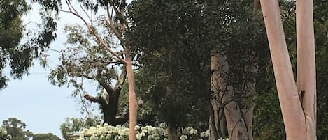 Lemon Scented Gum Tree entrance