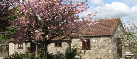 The Beanacre Barn in Spring