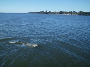 Dolphins at the seawall