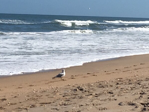 Strand