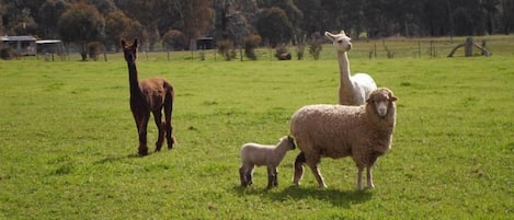 Come and see the farm animals!