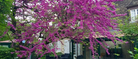 L'arbre de Judée en fleurs, côté jardin