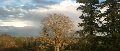 Wintertime View from the Hot Tub across the meadow