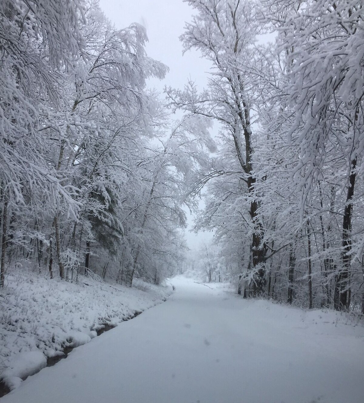 Relax in peaceful, private, secluded woods and mountains