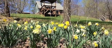 Spring flowers and a view of the cabin from the yard. 