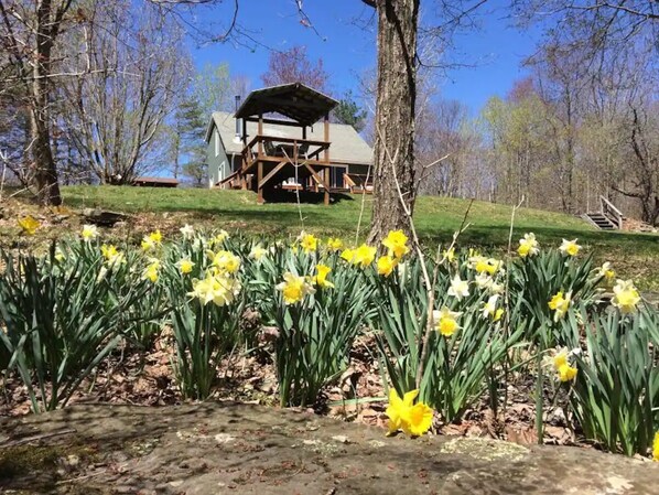 Spring flowers and a view of the cabin from the yard. 