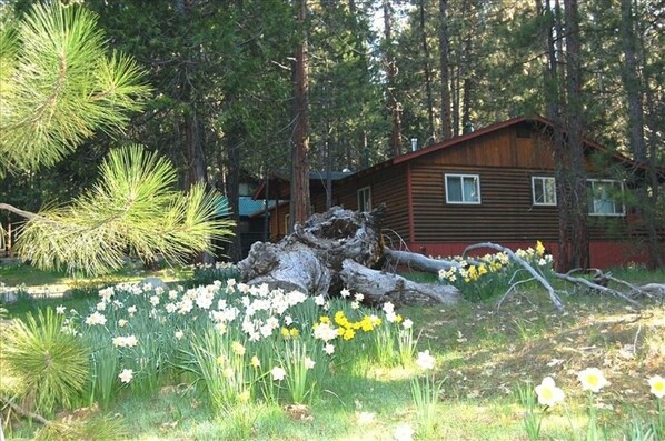 Daffodils galore at River Song!