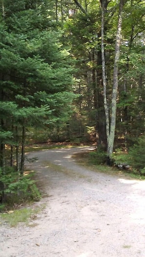 Driveway in the Summer time. 