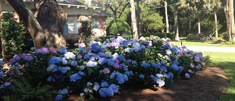 Prettiest Hydrangeas on Sea Island.
