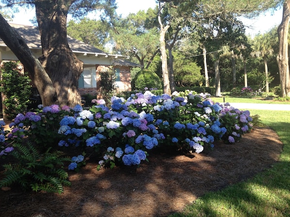 Prettiest hydrangeas on Sea Island when in bloom. We maintain our landscaping.