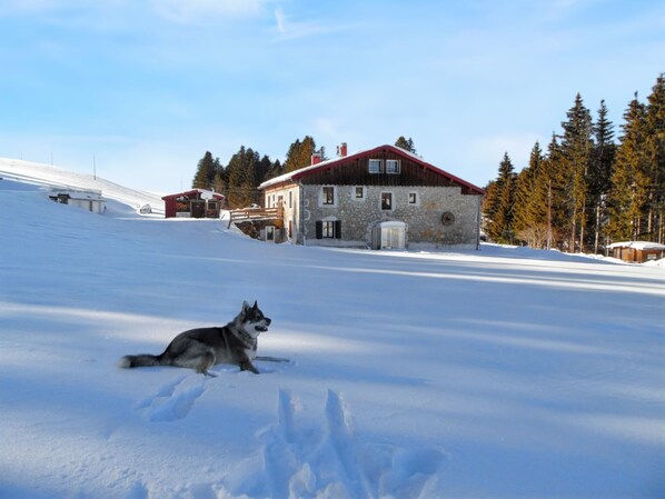 Exteriör