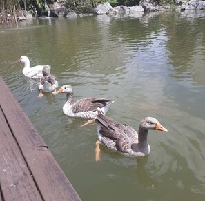 Lake