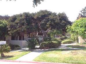 Common ground in front of condo
