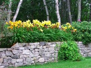 Garden in the backyard