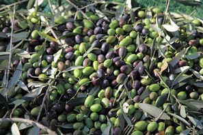 It's time for cropping the olives!