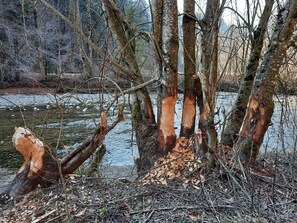 Im Schwarzwassergraben