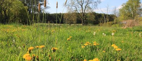 der Garten mit anschließendem Wald