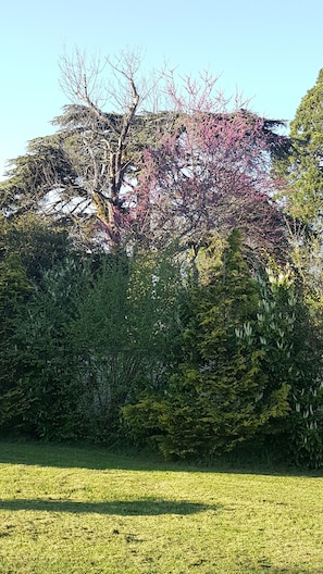 Arbres du parc de La Cadole de Chardonnay