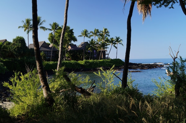 Kona Onenalo - our hidden treasure!