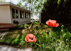 Spring brings out the beautiful poppies in the driveway garden.