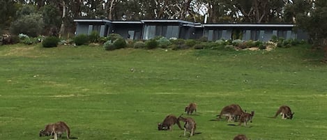 Resident Roos mow the
steep slopes