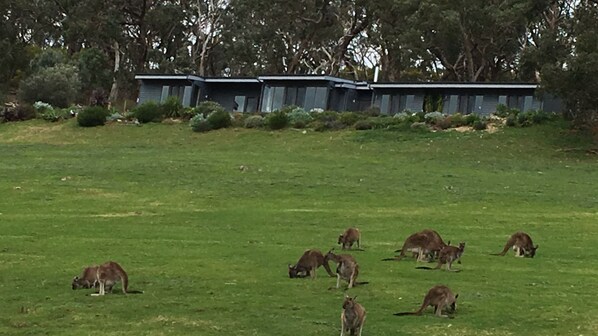 Resident Roos mow the
steep slopes