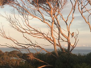 Our tree to watch the wildlife just off the balcony