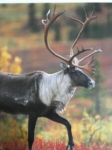 Wood River Lodge - Iditarod Cabin - FLY-IN ONLY!