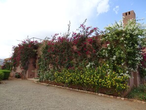 Bougainvillea clothing the walls around the front door