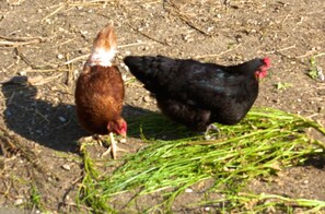 Hens in farmyard