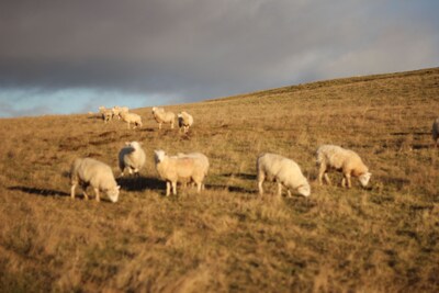 The House on the Hill: a farm cottage in the Scottish Borders