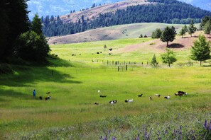 Goats and Cows on Pasture