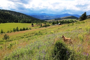 Graham in Summer