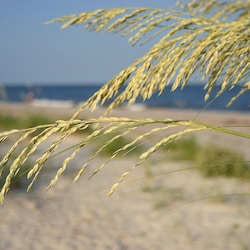 Sand and seagrass