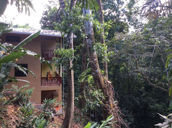 Two decks looking into the canopy full of wildlife!