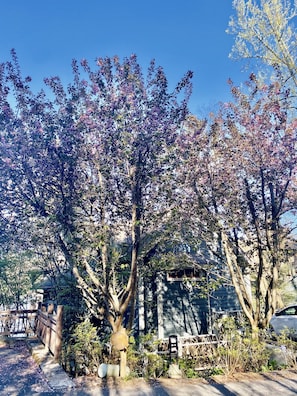 View of The Perch street level- with magical cherry blossoms in Spring bloom’