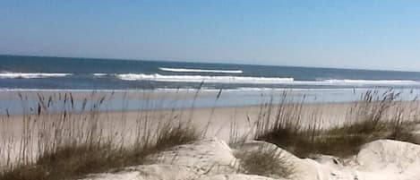 Dunes for our endangered sea turtles are great for animal lovers