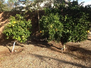 Oranges and grapefruit