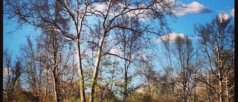 Owego Creek view