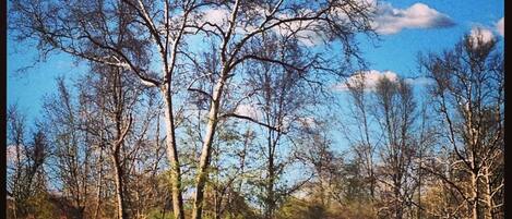 Owego Creek view 