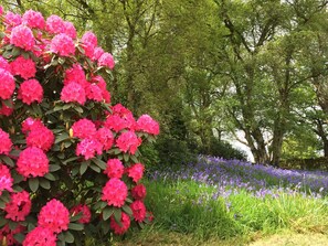 Stunning Bluebells and Rhododendrons surround the Cottage in Spring