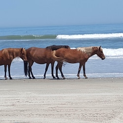 1 to 2 minute walk to ocean