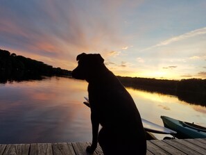 Milo enjoying fish, birds, dragonflies. 