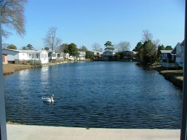 Lakeview out of sunroom/living room with ducks, swans and geese