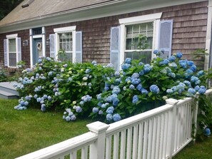 Hydrangeas in bloom