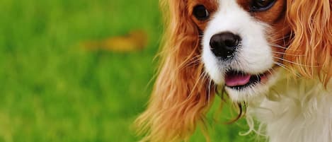100% pet friendly
The studio is great for house-trained pets.