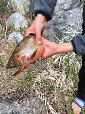 This cutty was caught in from to of house. He was returned to the river.