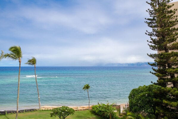 Watch Whales (Seasonal) Dolphins and Turtles