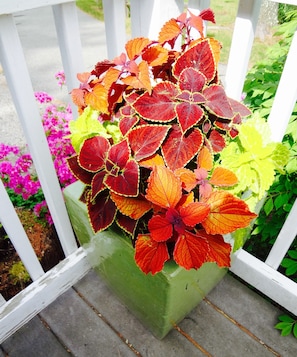 Front Porch Foliage